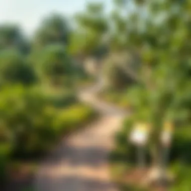 Lush greenery and walking trails in Mushrif Park