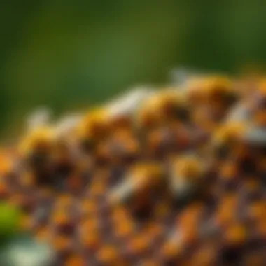 Diverse Bee Species in a Thriving Ecosystem Close-up of diverse bee species benefiting from a thriving ecosystem