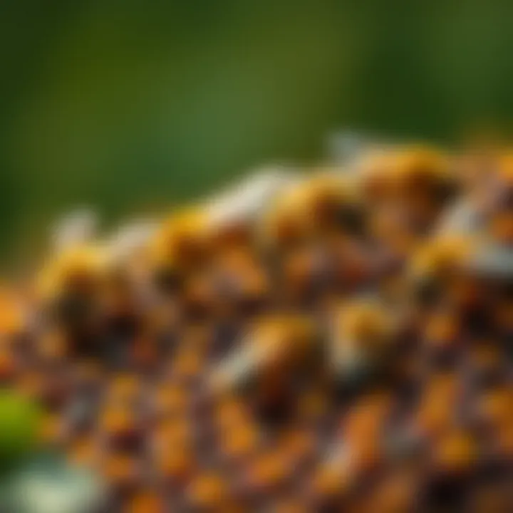 Diverse Bee Species in a Thriving Ecosystem Close-up of diverse bee species benefiting from a thriving ecosystem