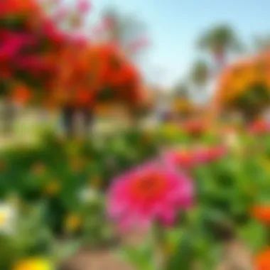 Dynamic Seasonal Blooms in Dubai's Garden Seasonal changes in blooms throughout the garden